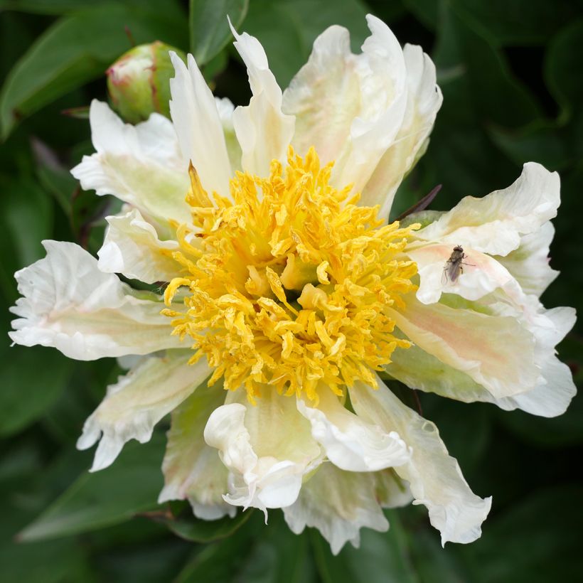 Paeonia lactiflora Green Lotus - Edel-Pfingstrosen (Blüte)