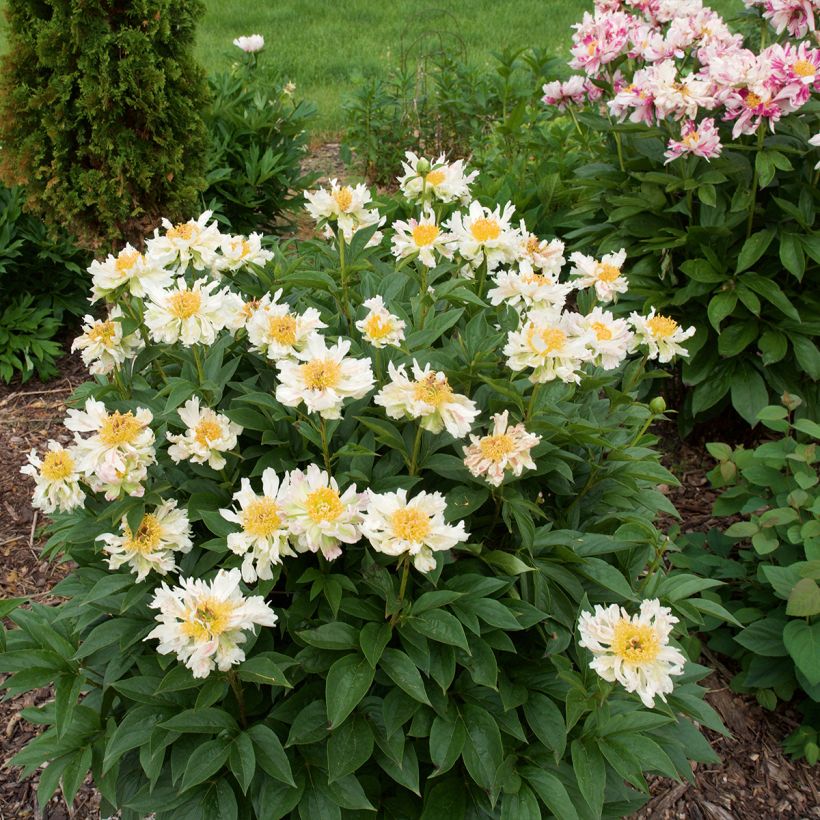 Paeonia lactiflora Green Lotus - Edel-Pfingstrosen (Hafen)