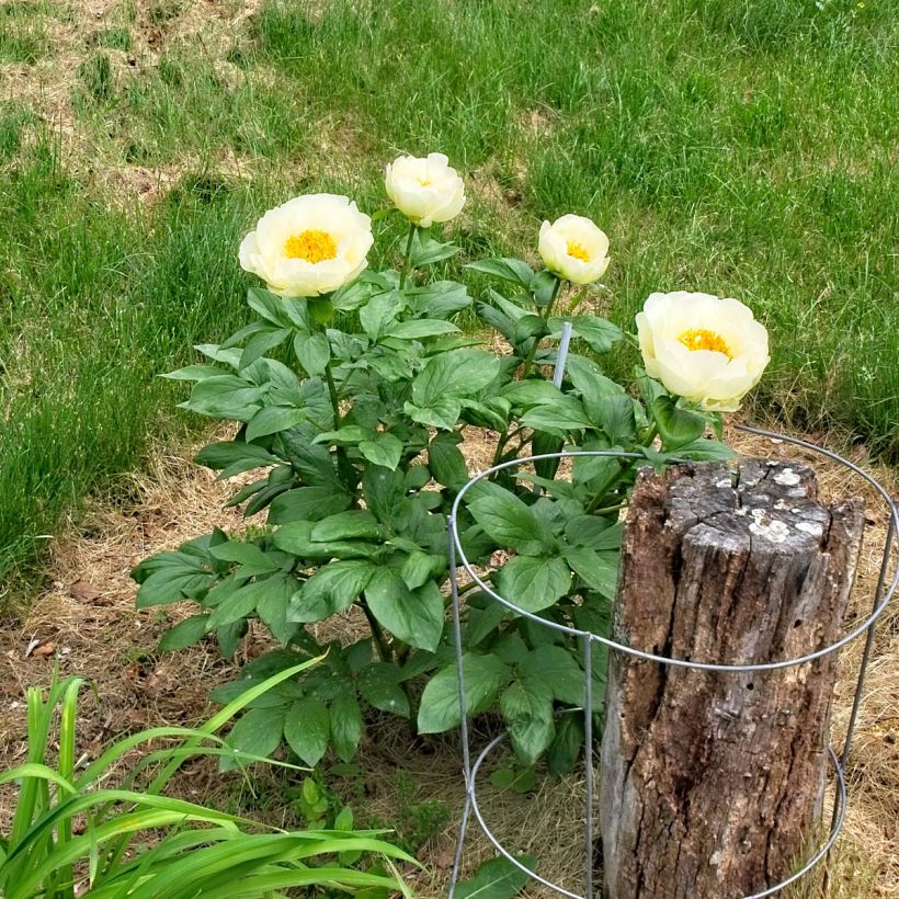 Paeonia lactiflora Lemon Chiffon - Edel-Pfingstrosen (Hafen)