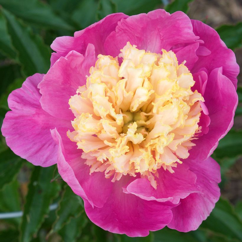 Paeonia lactiflora Mr G.F. Hemerik - Edel-Pfingstrosen (Blüte)