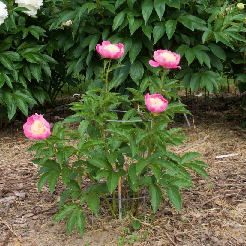 Paeonia lactiflora Mr G.F. Hemerik - Edel-Pfingstrosen (Hafen)