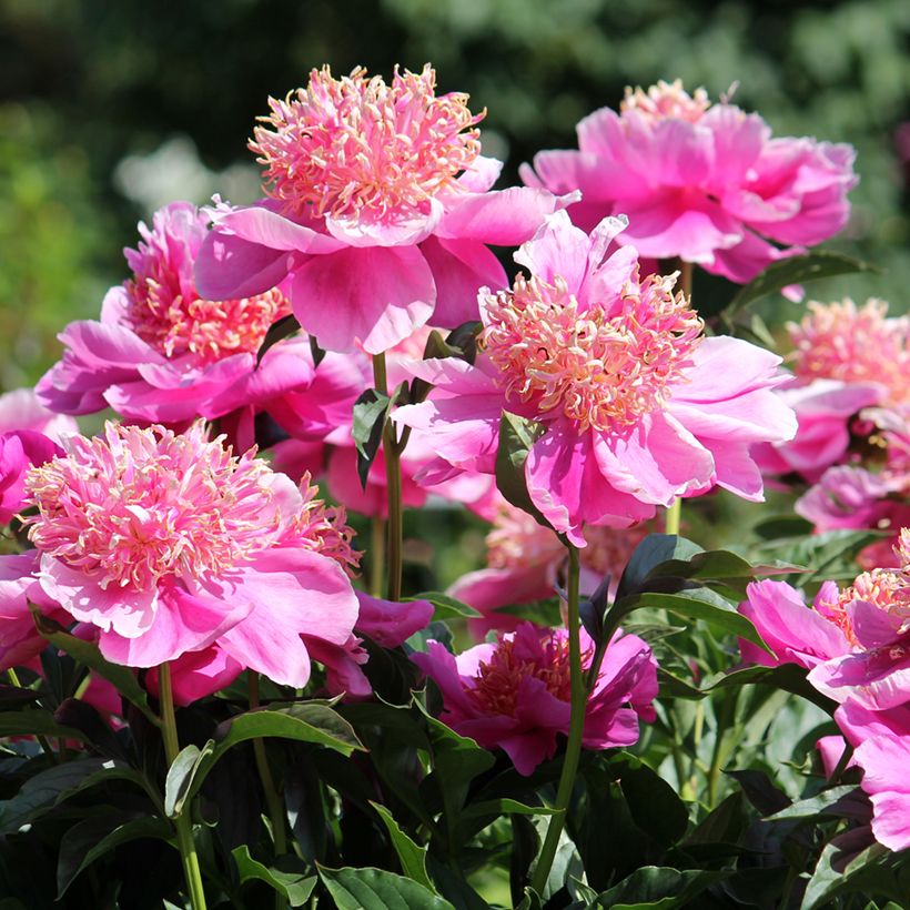 Paeonia lactiflora Neon - Edel-Pfingstrosen (Blüte)