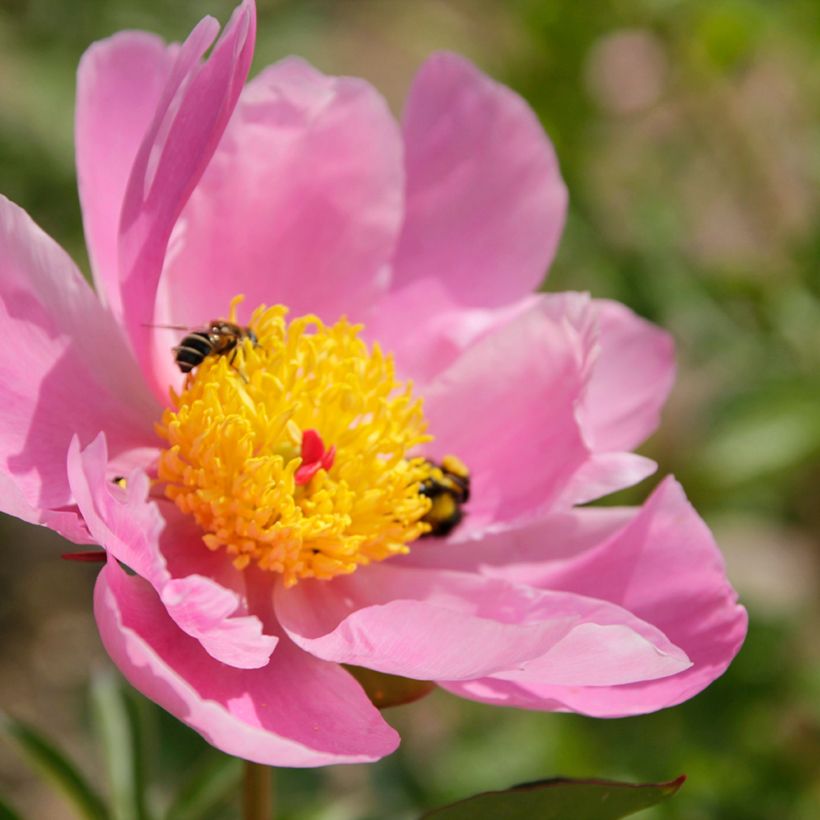 Paeonia lactiflora Nymphe - Edel-Pfingstrosen (Blüte)