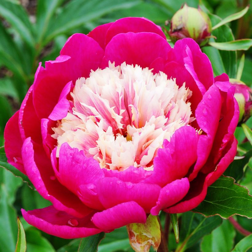 Paeonia lactiflora White Cap - Edel-Pfingstrosen (Blüte)