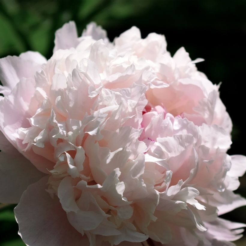 Paeonia lactiflora Chiffon Parfait - Edel-Pfingstrosen (Blüte)