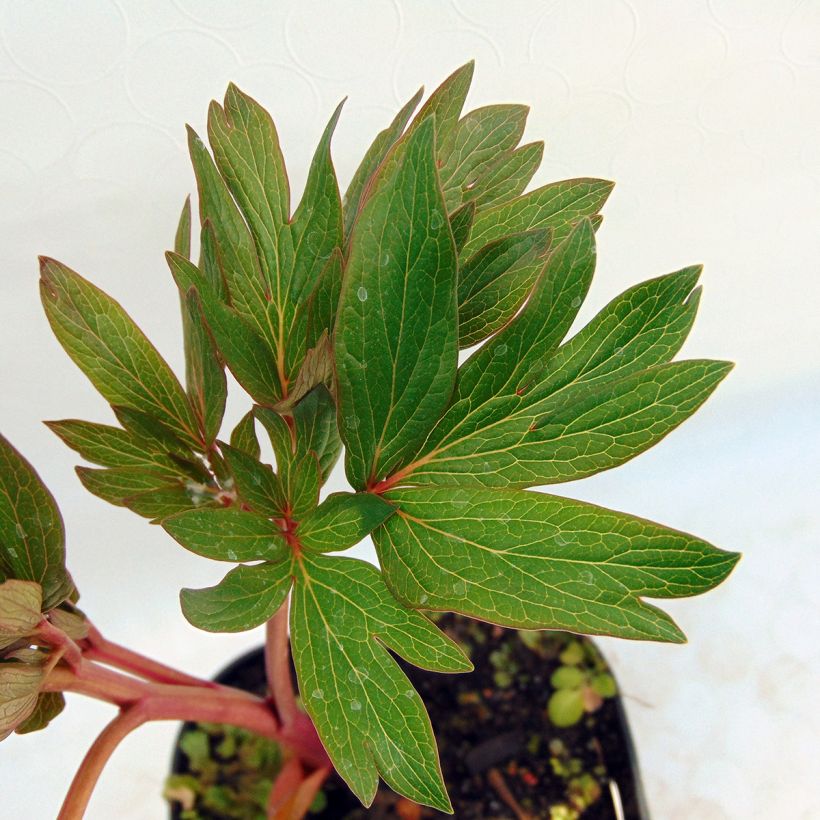 Paeonia officinalis Rubra Plena - Pfingstrose (Laub)