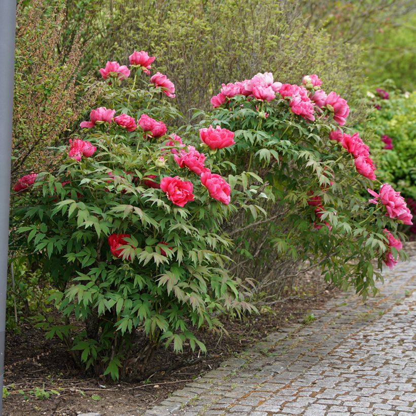 Paeonia officinalis Rubra Plena - Pfingstrose (Hafen)