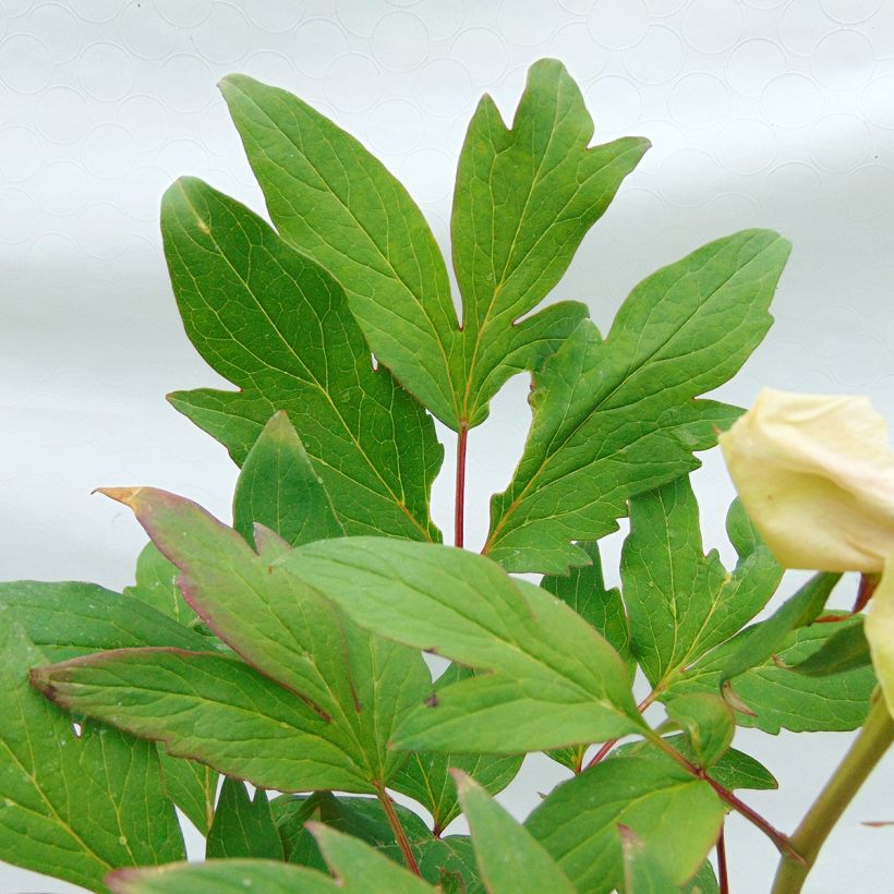 Paeonia suffruticosa Pink - Strauch-Pfingstrose (Laub)