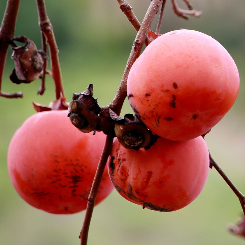 Kaki-Pflaume Nikita’s Gift - Diospyros kaki (Ernte)