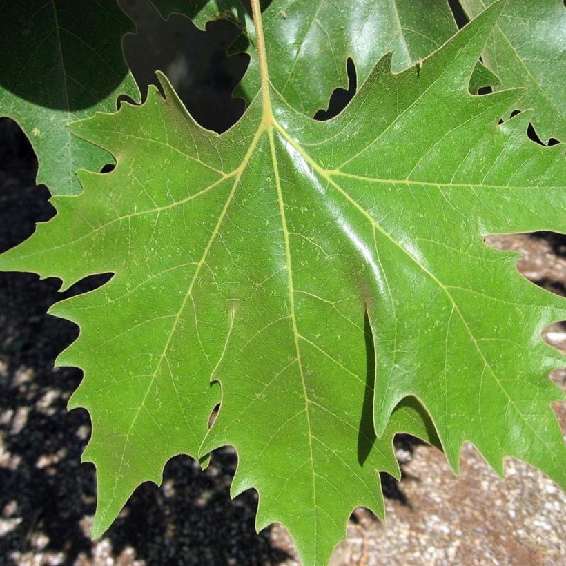 Morus alba - Weißer Maulbeerbaum (Laub)