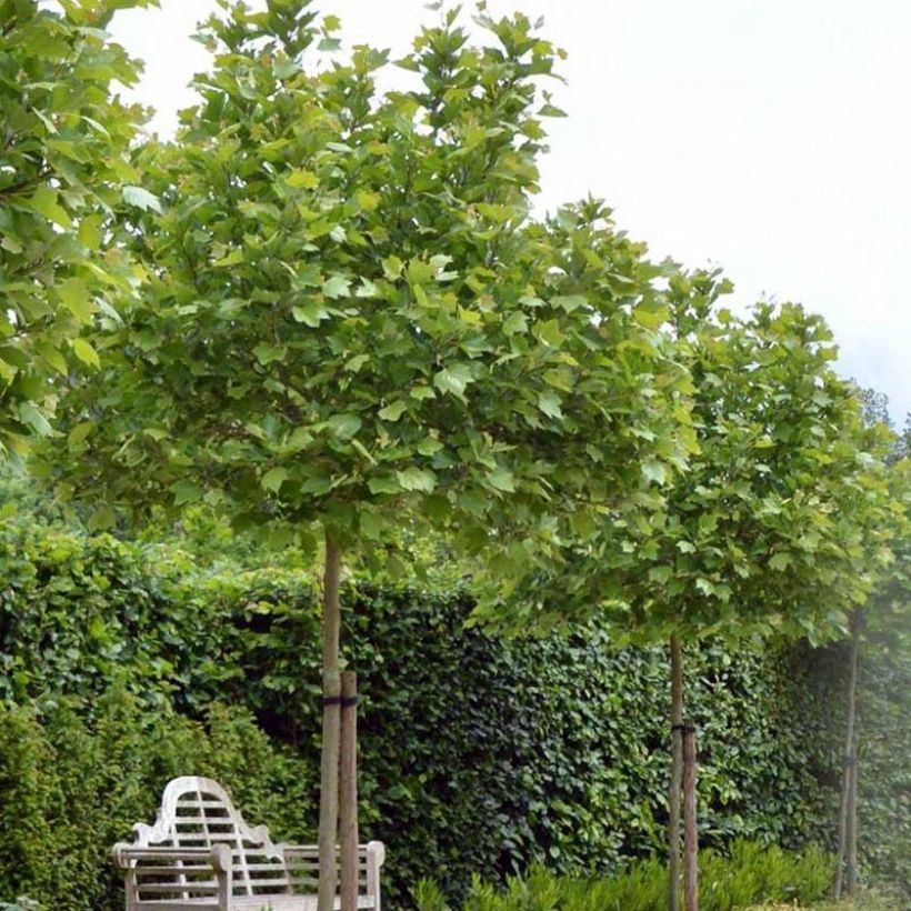 Platanus hispanica Alphen's Globe - Ahornblättrige Platane (Hafen)