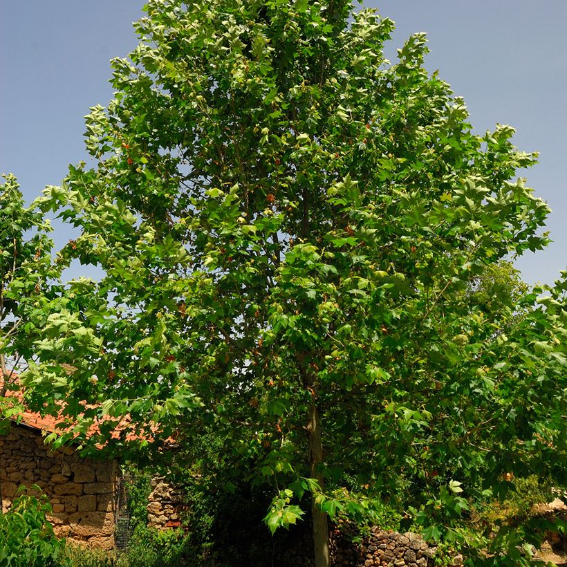 Platanus hispanica - Ahornblättrige Platane (Laub)