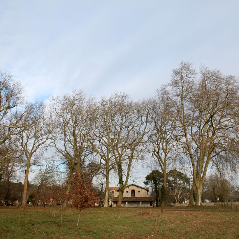 Platanus hispanica - Ahornblättrige Platane (Hafen)