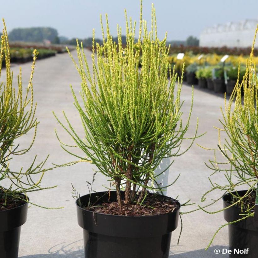 Platycladus orientalis Franky Boy - Morgenländische Lebensbaum (Hafen)