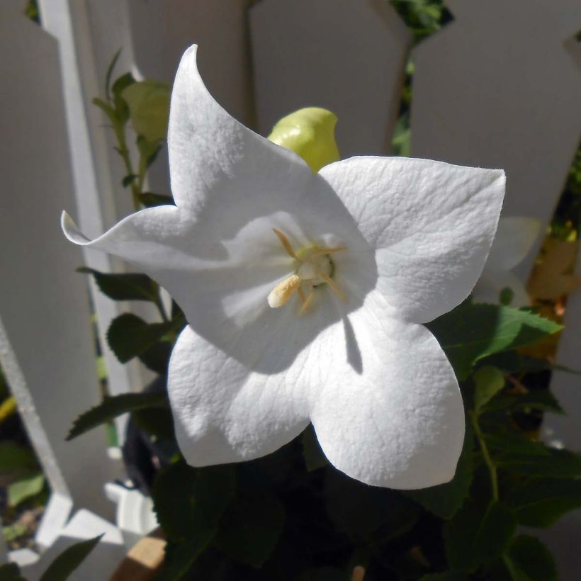 Ballonblume Astra White - Platycodon grandiflorus (Blüte)