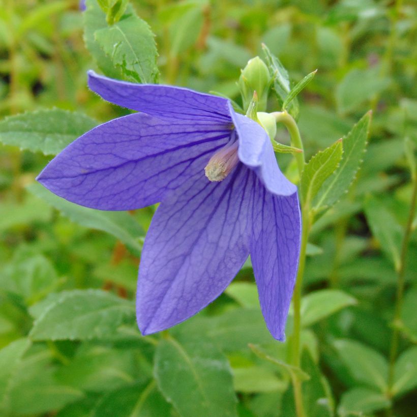 Ballonblume Mariesii - Platycodon grandiflorus (Blüte)