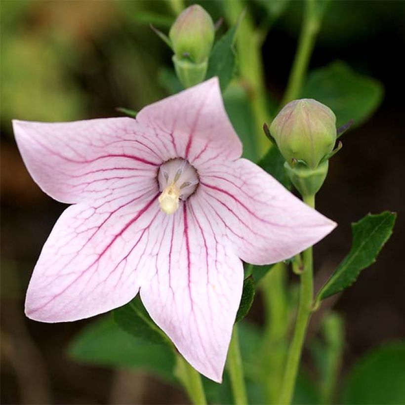 Ballonblume Perlmutterschale - Platycodon grandiflorus (Blüte)