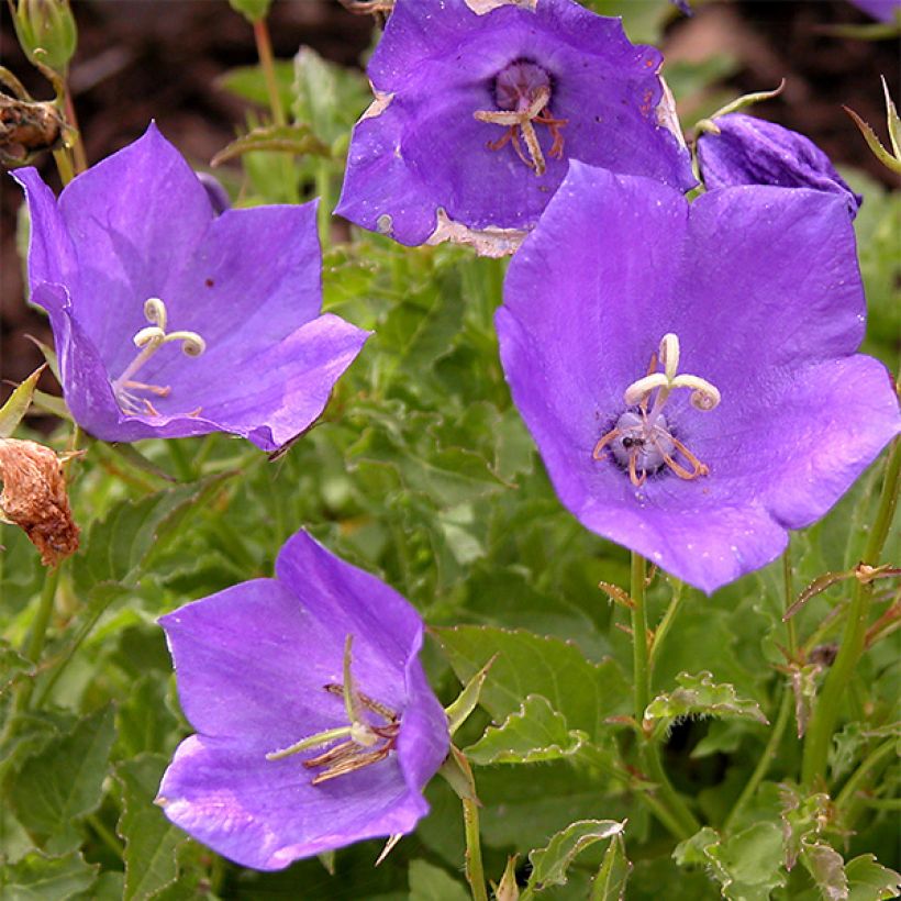 Ballonblume Zwerg - Platycodon grandiflorus (Blüte)