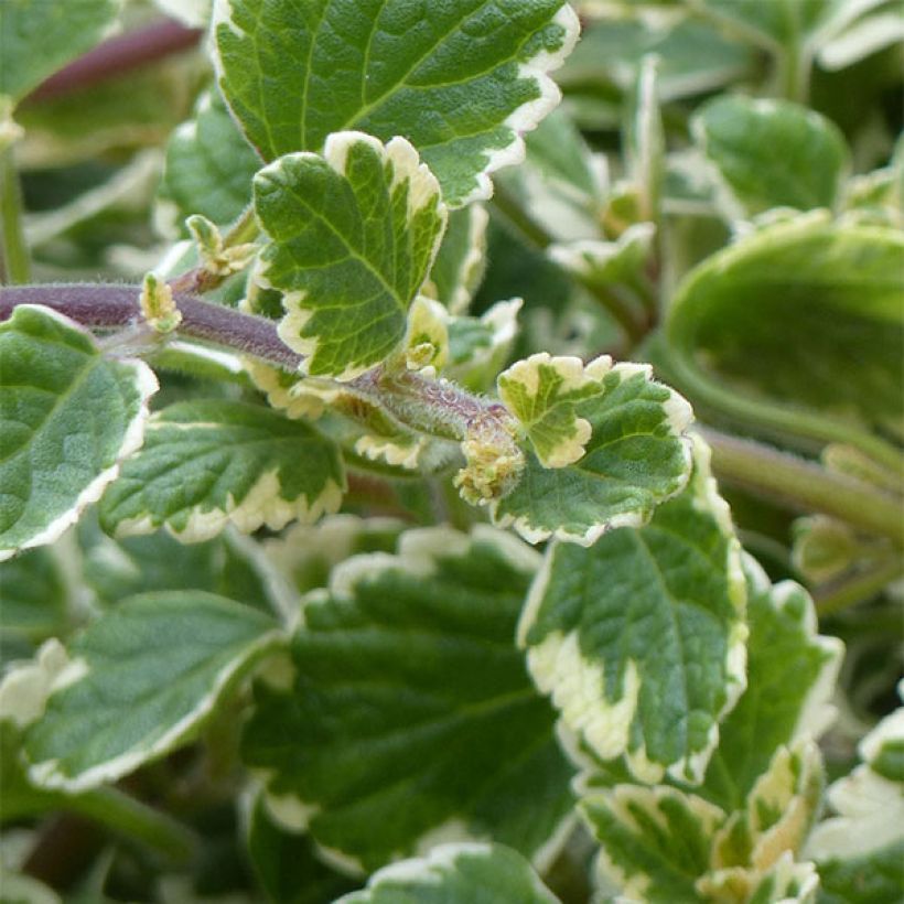 Plectranthus coleoides Variegatus - Weihrauch (Laub)