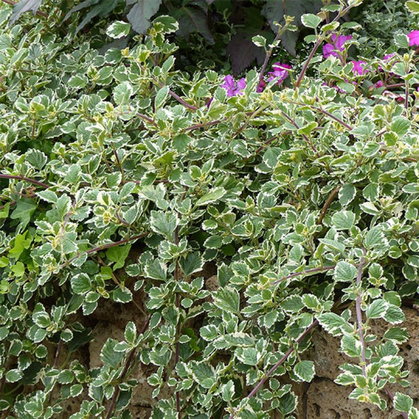 Plectranthus coleoides Variegatus - Weihrauch (Hafen)