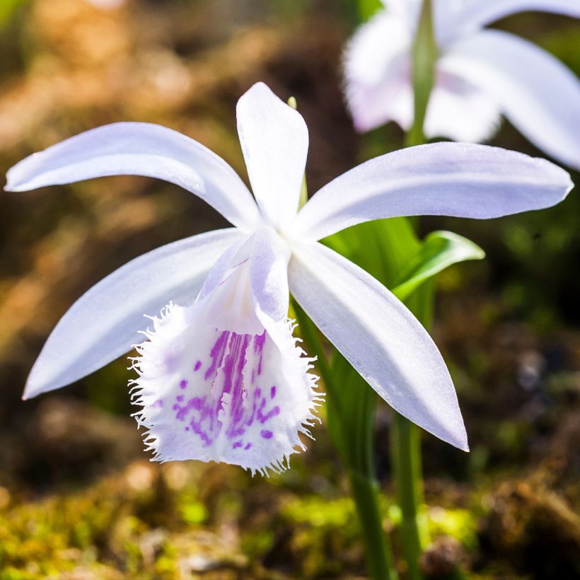 Pleione Glacier Peak - Tibetorchidee (Blüte)