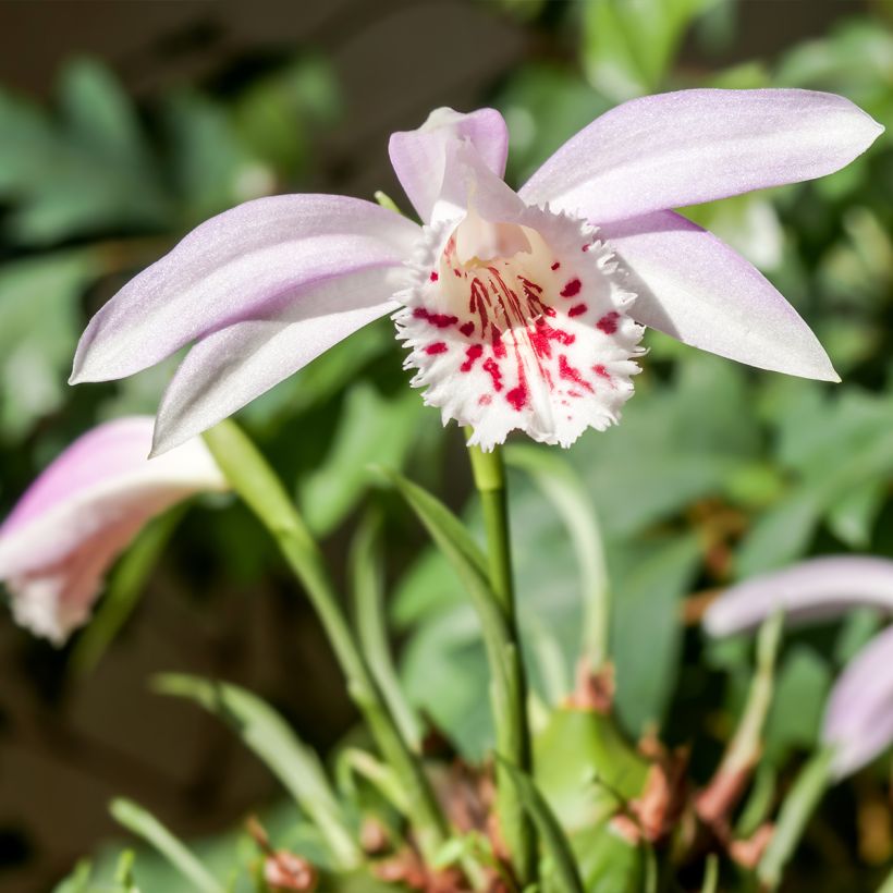 Pleione Glacier Peak - Tibetorchidee (Hafen)