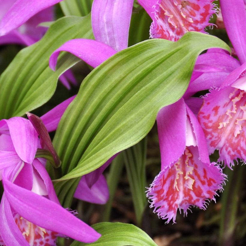 Pleione hybrida Tongariro - Tibetorchidee (Laub)