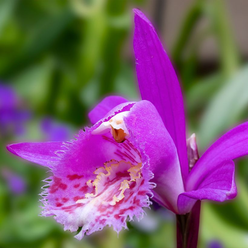 Pleione hybrida Tongariro - Tibetorchidee (Blüte)