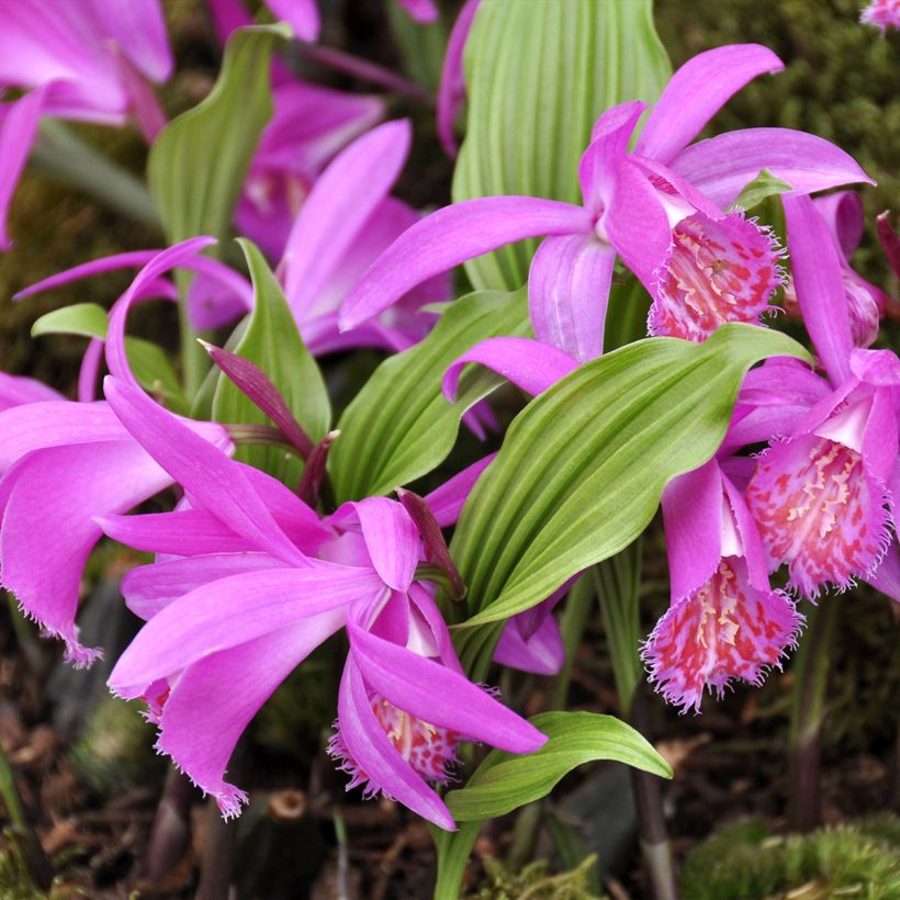 Pleione hybrida Tongariro - Tibetorchidee (Hafen)