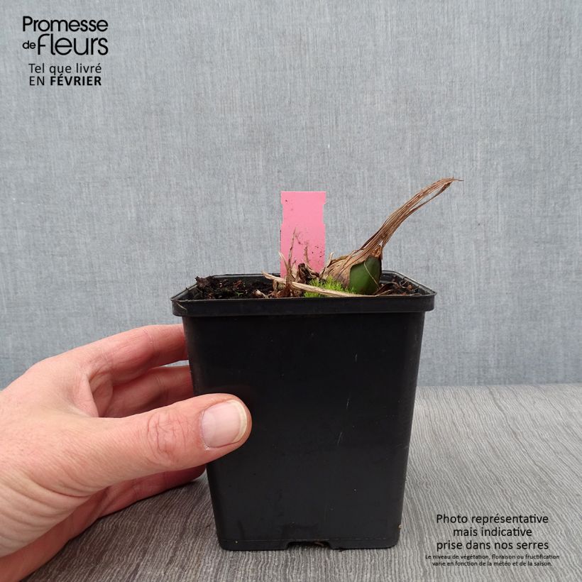 Exemplar von Pleione formosana - Orchidée de Formose terrestre  Pot de 1L/1,5L wie im Winter geliefert