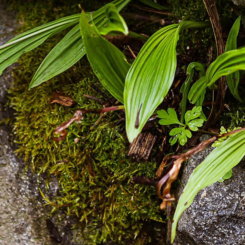 Pleione formosana - Orchidee (Laub)