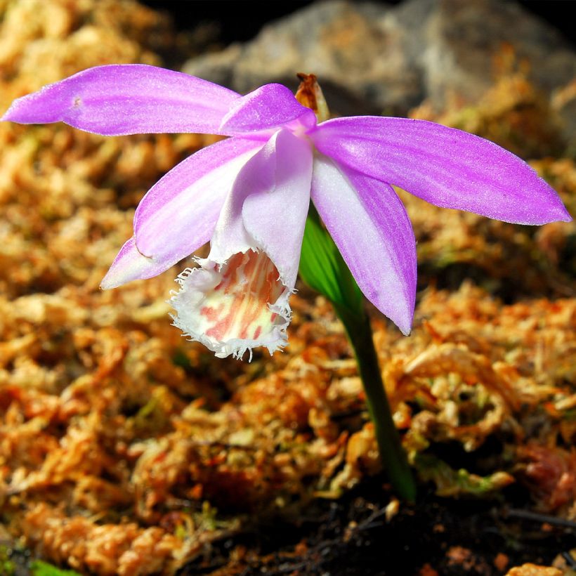 Pleione formosana - Orchidee (Blüte)