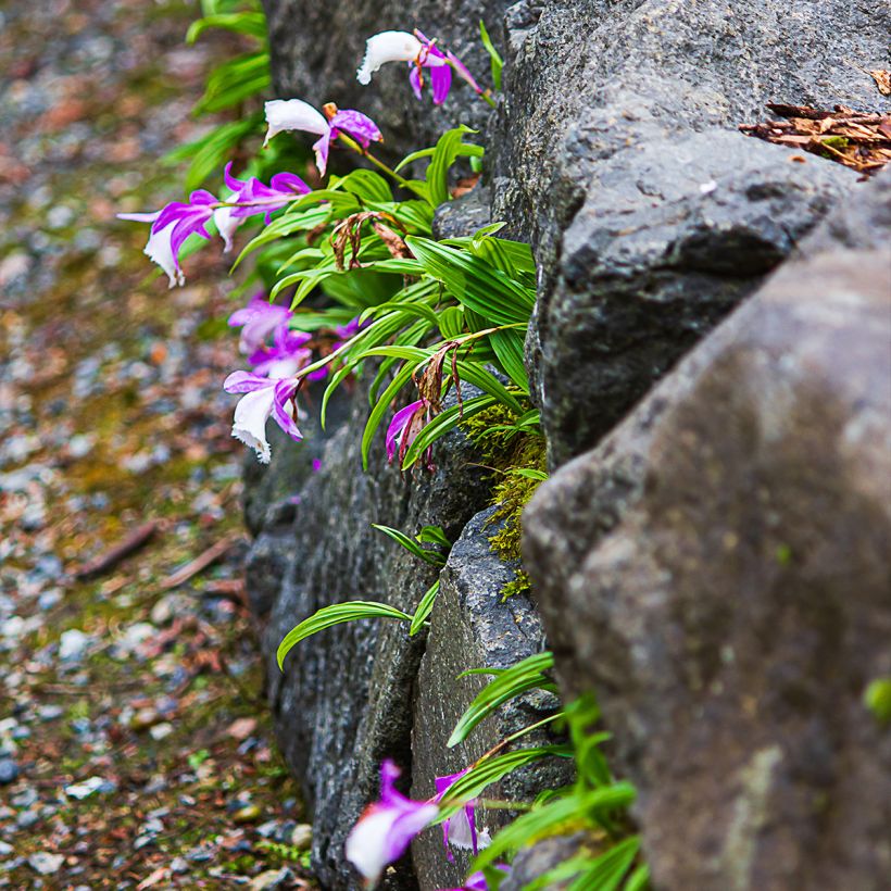 Pleione formosana - Orchidee (Hafen)