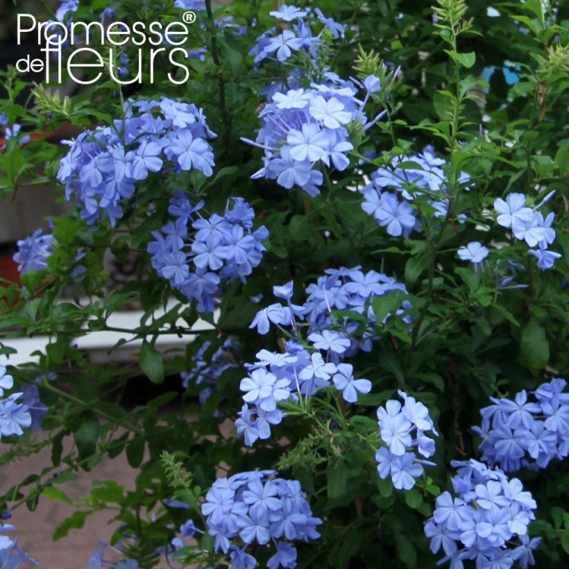 Plumbago auriculata Dark Blue - Kap-Bleiwurz (Blüte)