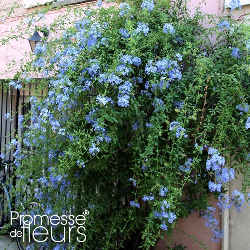 Plumbago auriculata Dark Blue - Kap-Bleiwurz (Hafen)