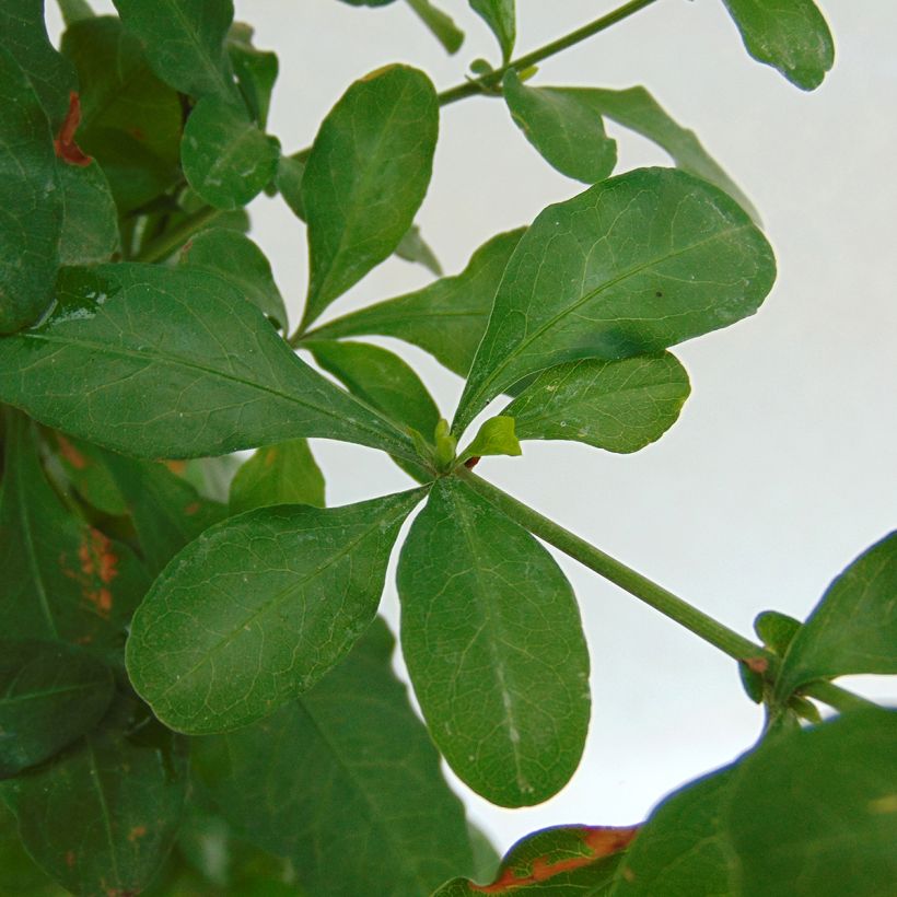 Plumbago auriculata - Kap-Bleiwurz (Laub)