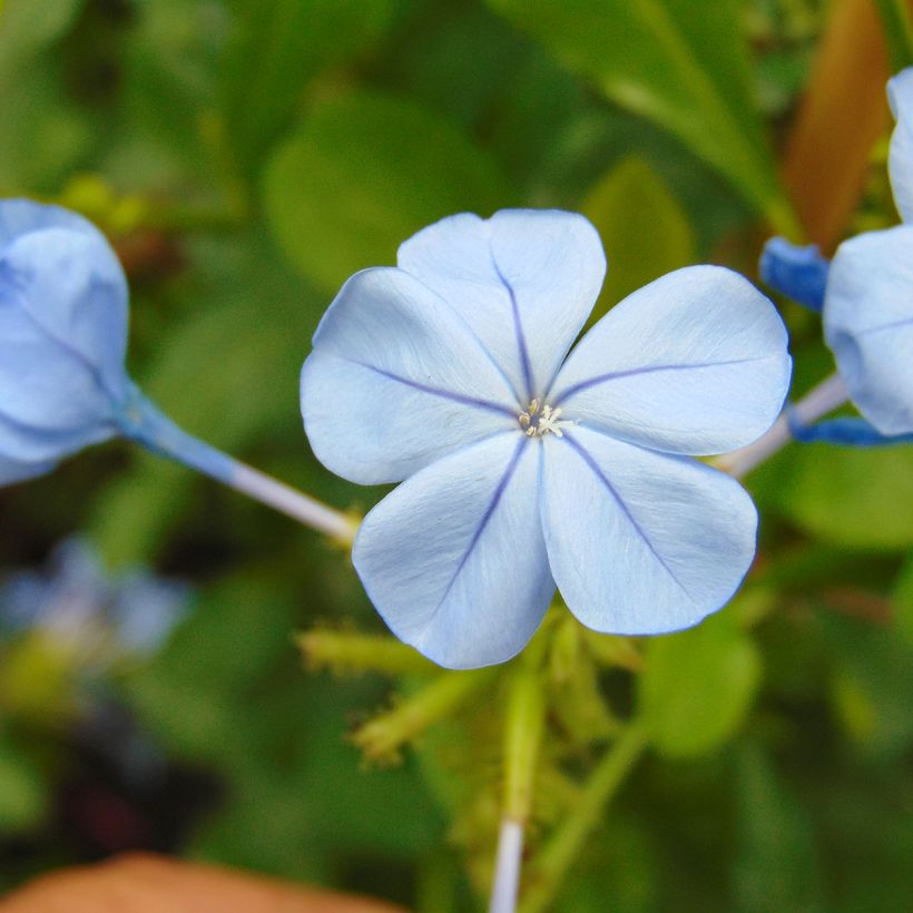 Plumbago auriculata - Kap-Bleiwurz (Blüte)