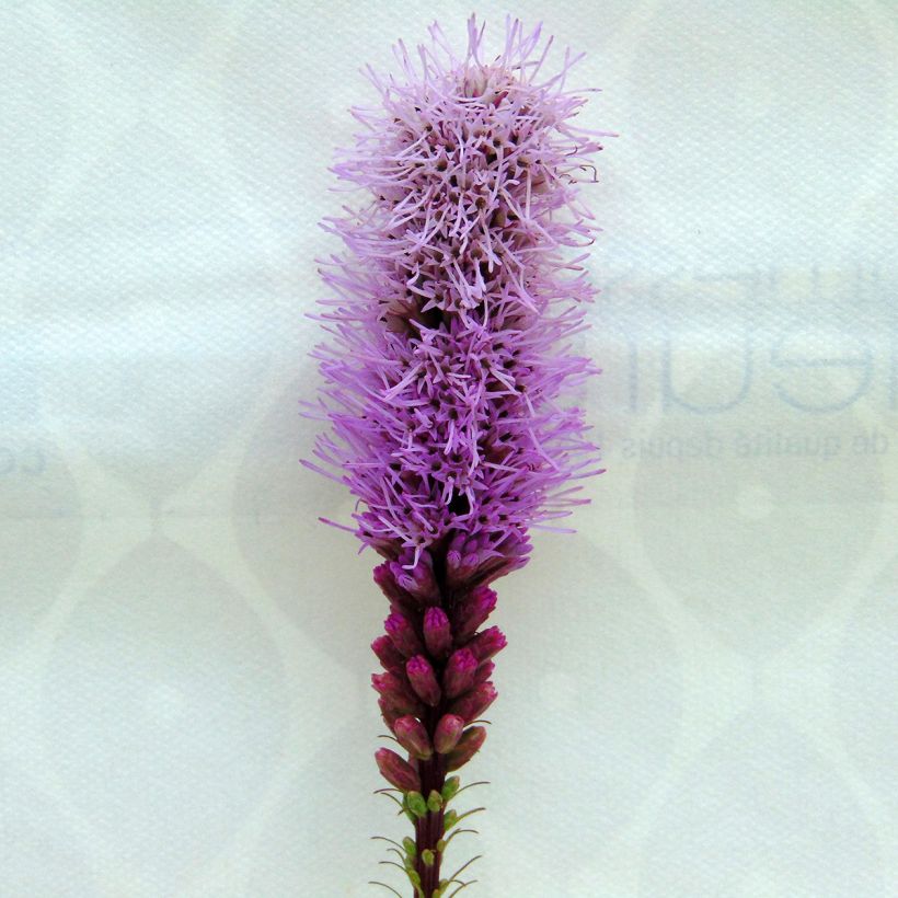 Ährige Prachtscharte Floristan Violett - Liatris spicata (Blüte)