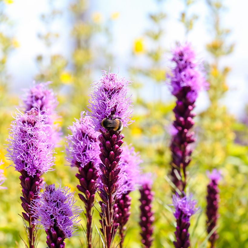 Ährige Prachtscharte Kobold - Liatris spicata (Blüte)