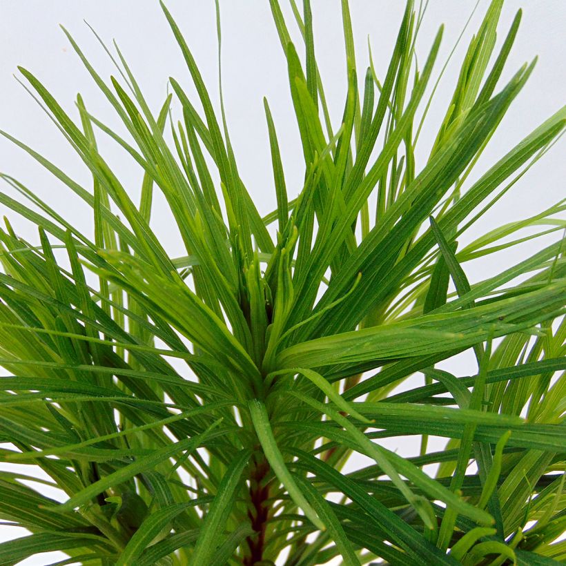 Ährige Prachtscharte Floristan Violett - Liatris spicata (Laub)