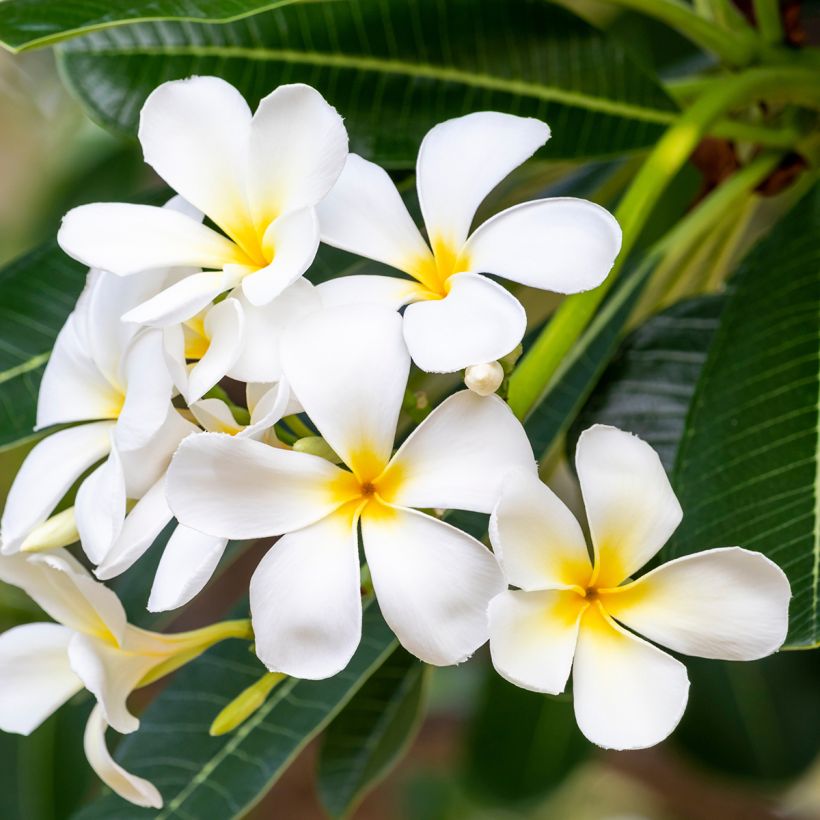 Plumeria obtusa - Frangipani (Blüte)