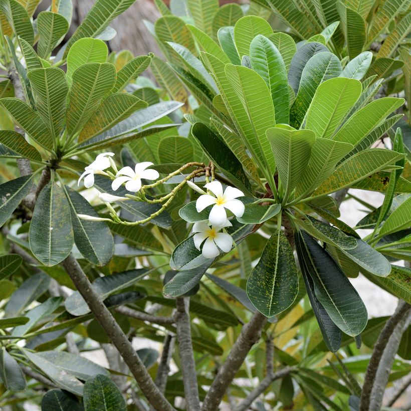 Plumeria obtusa - Frangipani (Laub)