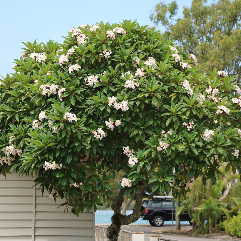 Plumeria obtusa - Frangipani (Hafen)