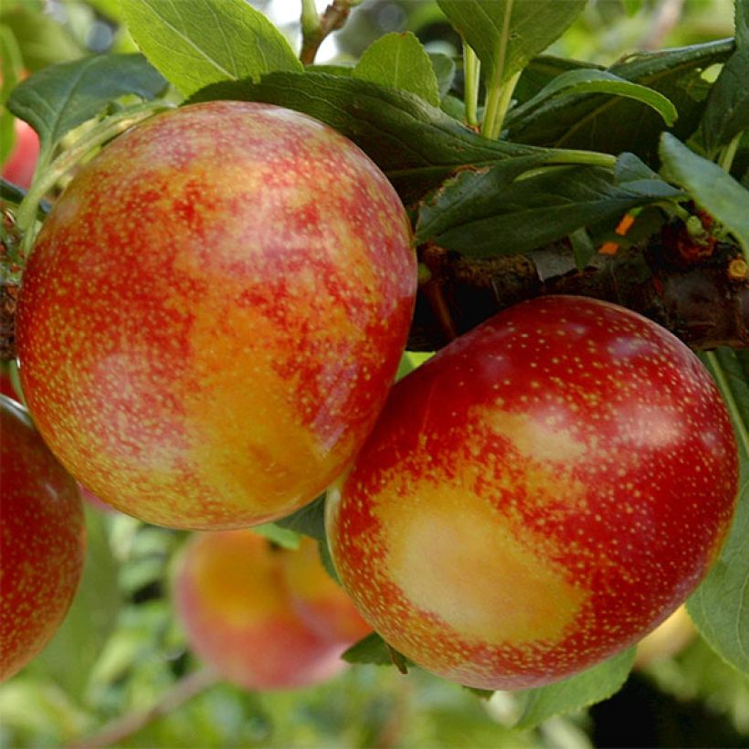 Pluot Flavor Candy - Prunus (Ernte)