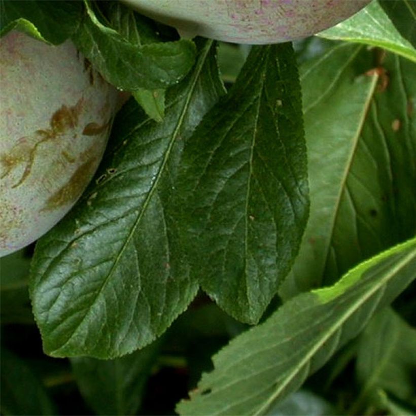 Pluot Flavor Supreme - Prunus (Laub)