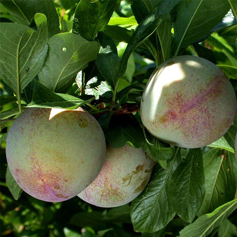 Pluot Flavor Supreme - Prunus (Ernte)