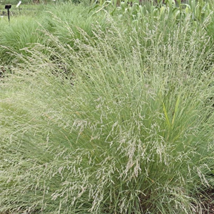 Poa labillardieri - Labillardieres Rispengras (Blüte)