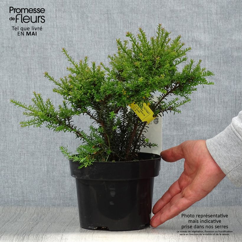 Exemplar von Podocarpus Chocolate Box Pot de 2L/3L wie im Frühjahr geliefert