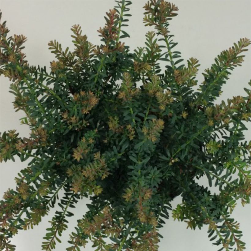 Podocarpus lawrencii Blue Gem - Steineibe (Laub)