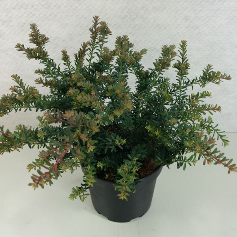 Podocarpus lawrencii Blue Gem - Steineibe (Hafen)